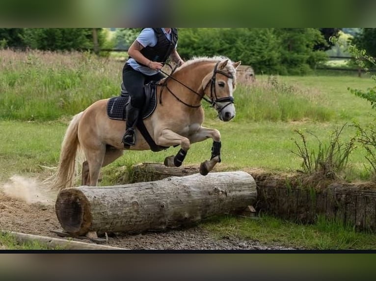 Haflinger / Avelignese Giumenta 7 Anni 145 cm Sauro in Sassenberg