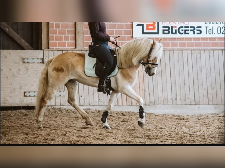 Haflinger / Avelignese Giumenta 7 Anni 145 cm Sauro in Sassenberg