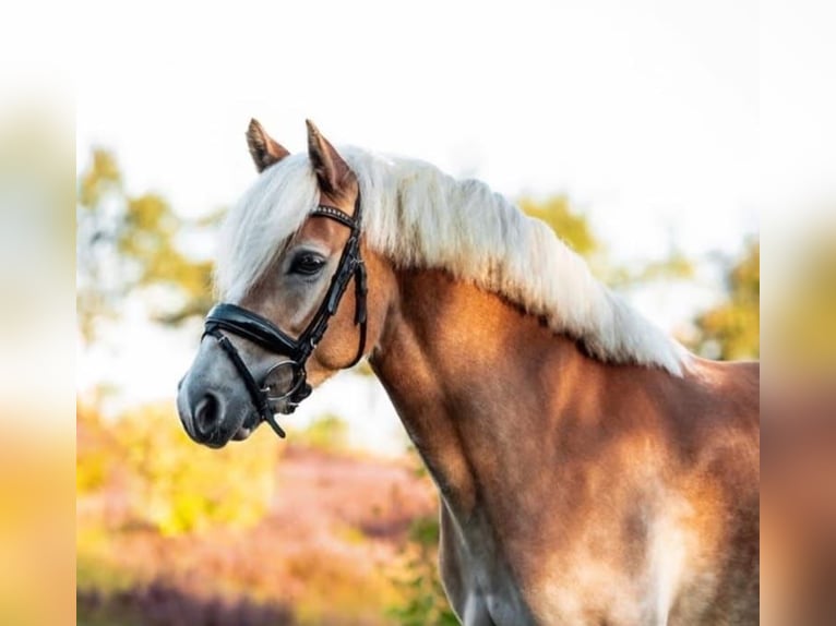 Haflinger / Avelignese Giumenta 7 Anni 145 cm Sauro in Sassenberg