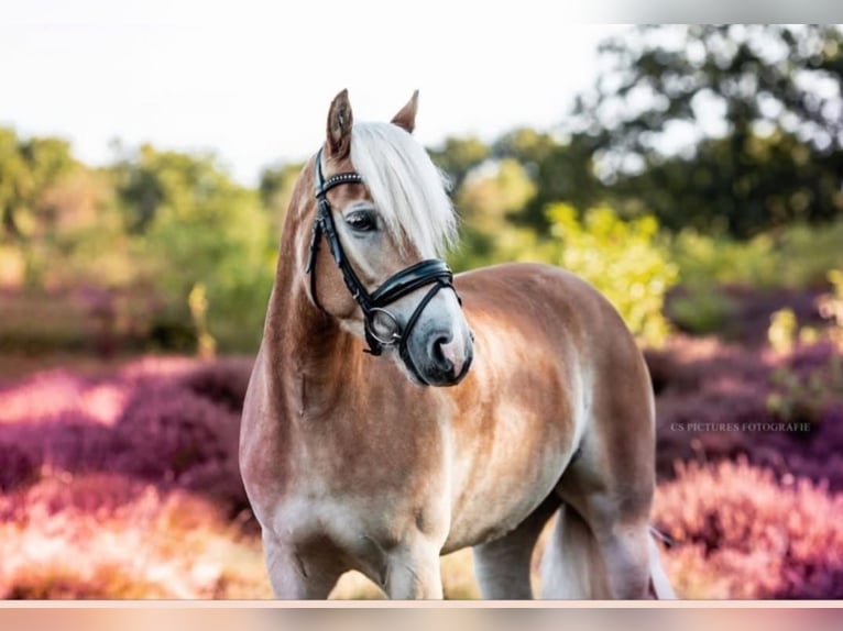 Haflinger / Avelignese Giumenta 7 Anni 145 cm Sauro in Sassenberg