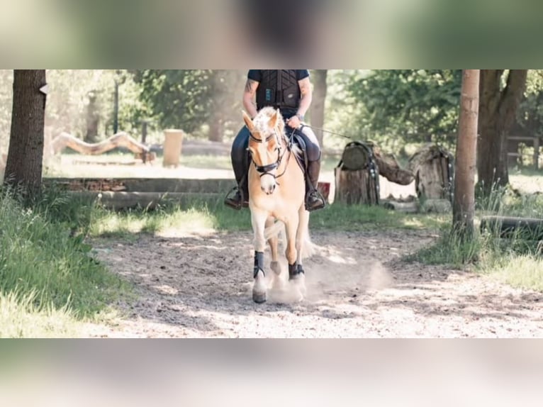 Haflinger / Avelignese Giumenta 7 Anni 145 cm Sauro in Sassenberg