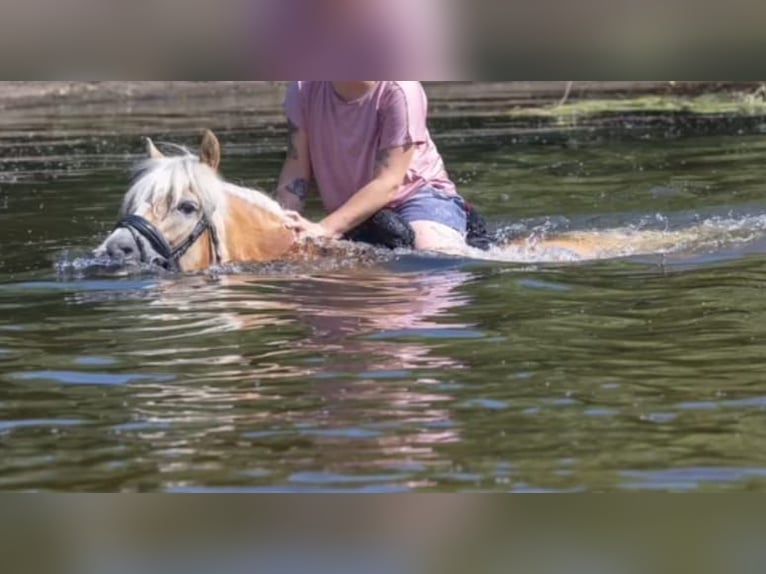 Haflinger / Avelignese Giumenta 7 Anni 145 cm Sauro in Sassenberg