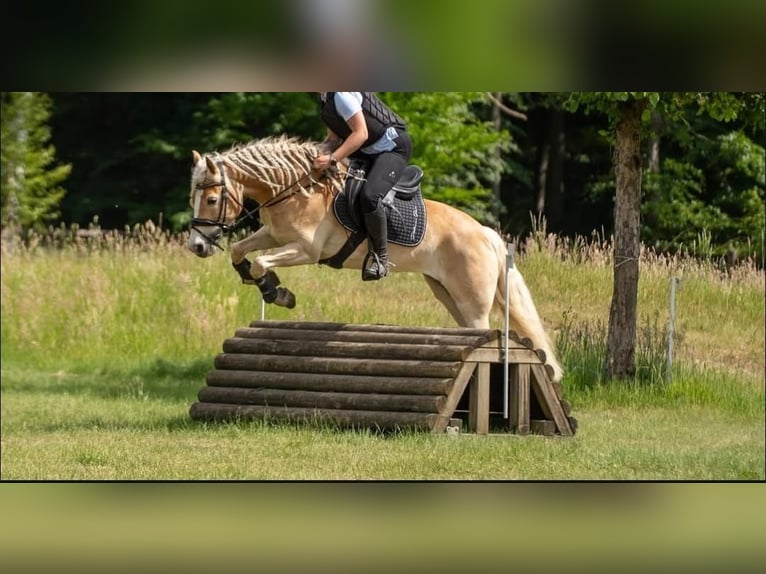Haflinger / Avelignese Giumenta 7 Anni 145 cm Sauro in Sassenberg