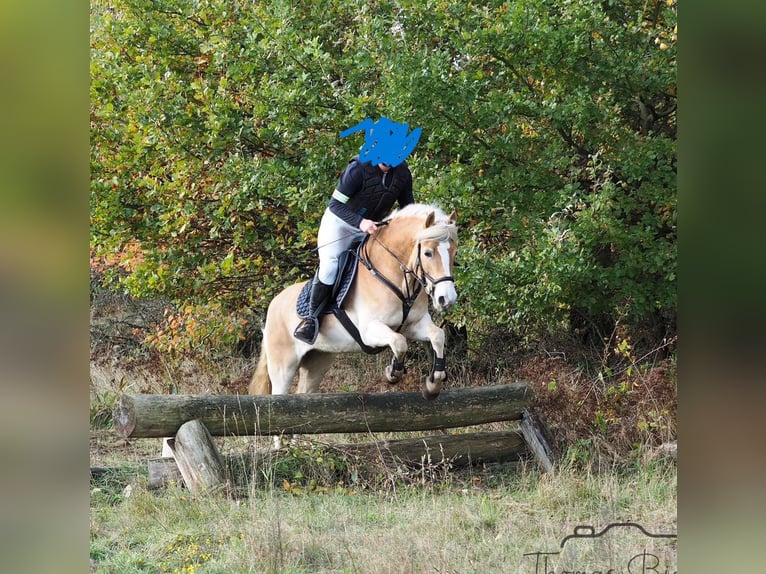 Haflinger / Avelignese Giumenta 7 Anni 145 cm Sauro in Sassenberg