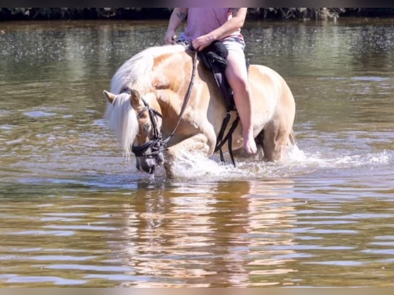 Haflinger / Avelignese Giumenta 7 Anni 145 cm Sauro in Sassenberg