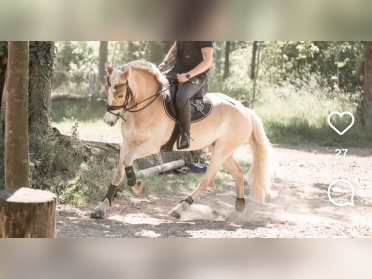 Haflinger / Avelignese Giumenta 7 Anni 145 cm Sauro in Sassenberg