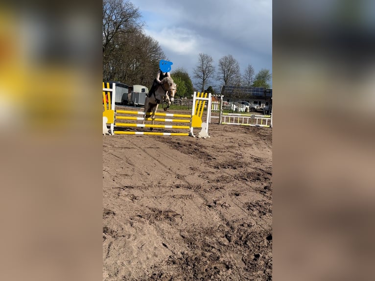Haflinger / Avelignese Giumenta 7 Anni 145 cm Sauro in Sassenberg