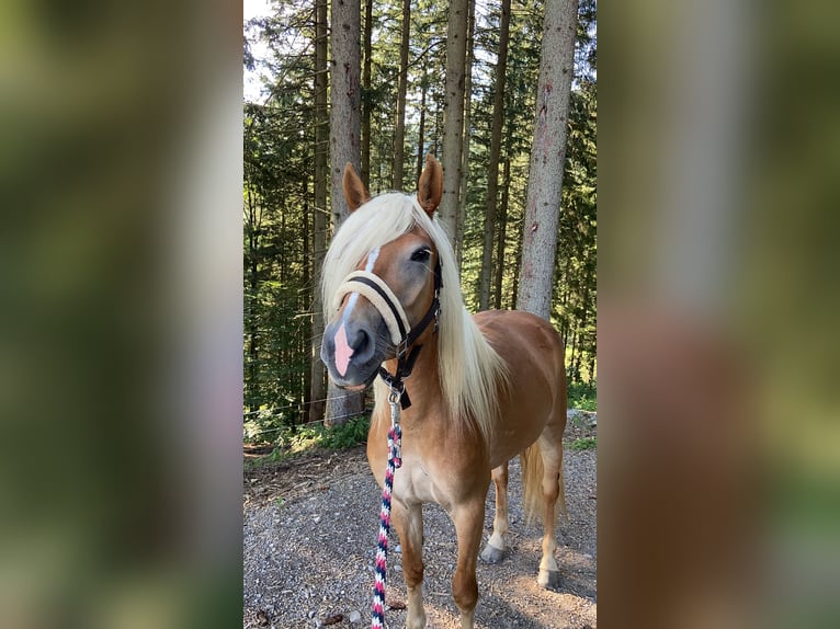 Haflinger / Avelignese Giumenta 7 Anni 147 cm  in Wienerbruck