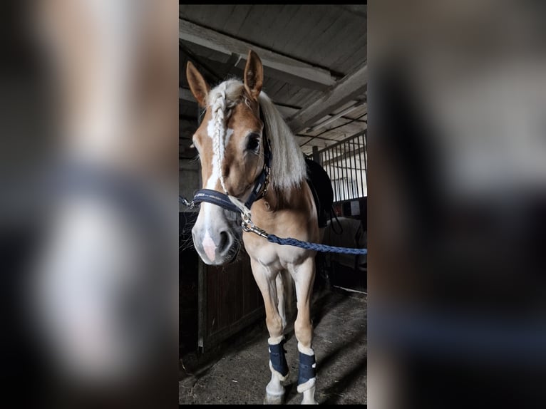 Haflinger / Avelignese Giumenta 7 Anni 147 cm  in Dortmund