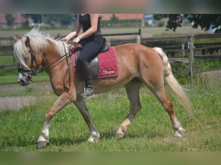 Haflinger / Avelignese Giumenta 7 Anni 147 cm Sauro in Breda