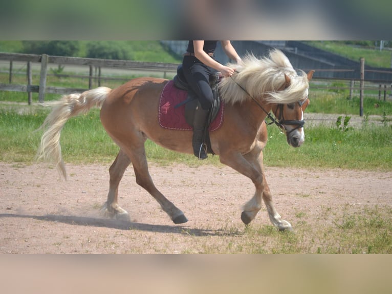 Haflinger / Avelignese Giumenta 7 Anni 147 cm Sauro in Breda