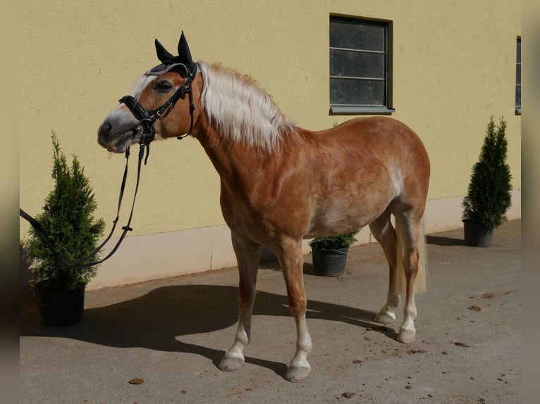 Haflinger / Avelignese Giumenta 7 Anni 148 cm  in Sinzing