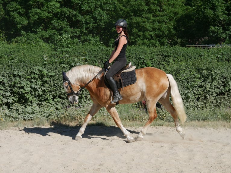 Haflinger / Avelignese Giumenta 7 Anni 148 cm  in Sinzing