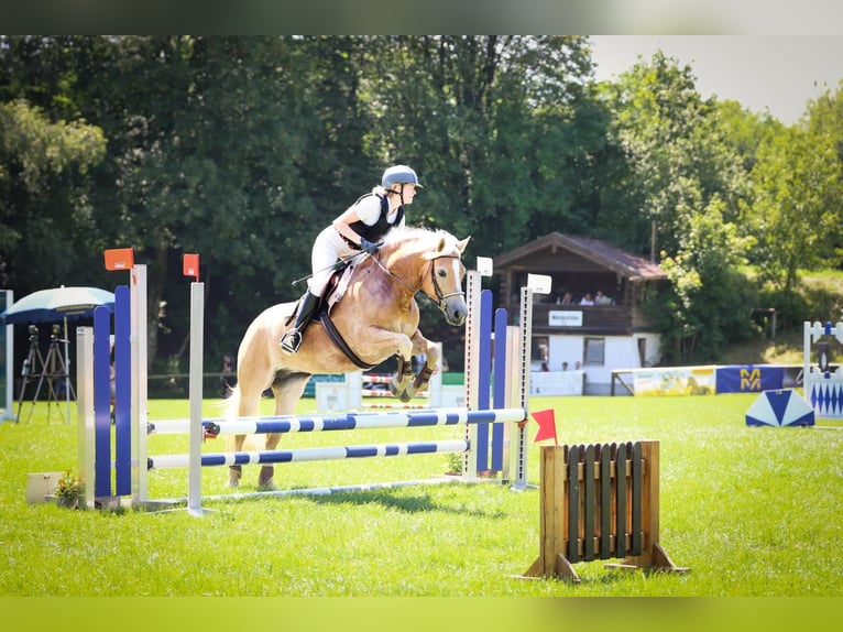 Haflinger / Avelignese Mix Giumenta 7 Anni 148 cm Sauro in Rott am Inn