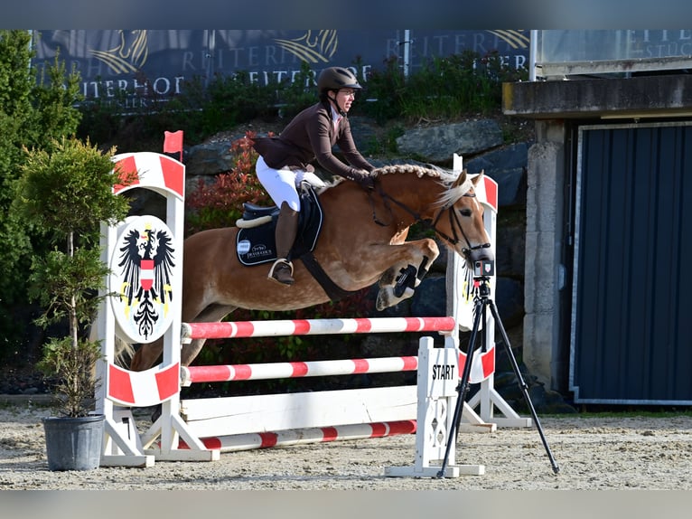 Haflinger / Avelignese Giumenta 7 Anni 149 cm Sauro in Aigen