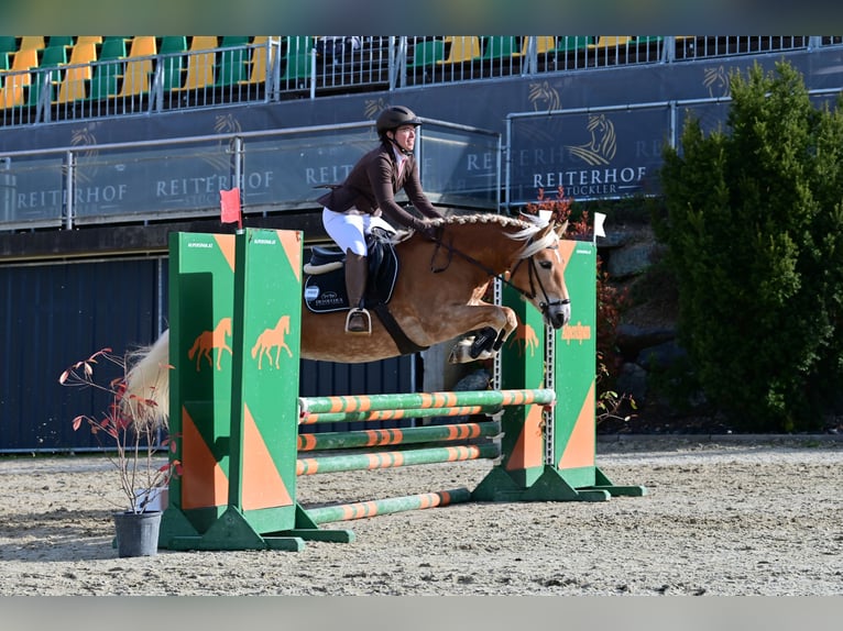 Haflinger / Avelignese Giumenta 7 Anni 149 cm Sauro in Aigen