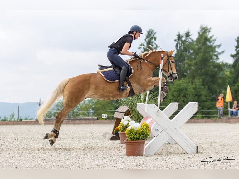 Haflinger / Avelignese Giumenta 7 Anni 149 cm Sauro in Aigen im Ennstal