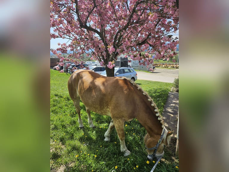 Haflinger / Avelignese Giumenta 7 Anni 149 cm Sauro in Aigen im Ennstal
