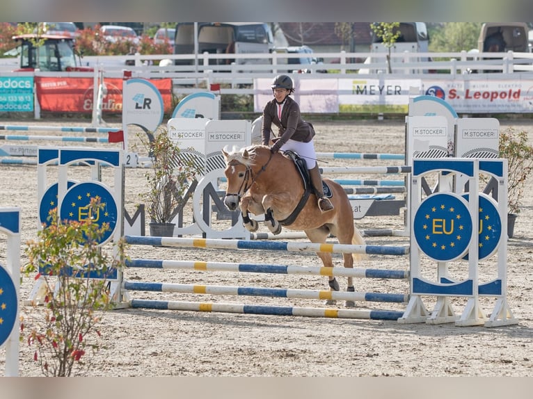 Haflinger / Avelignese Giumenta 7 Anni 149 cm Sauro in Aigen im Ennstal