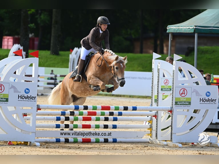 Haflinger / Avelignese Giumenta 7 Anni 149 cm Sauro in Aigen im Ennstal