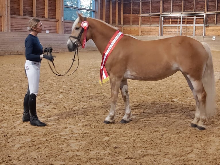 Haflinger / Avelignese Giumenta 7 Anni 149 cm Sauro in Aigen im Ennstal
