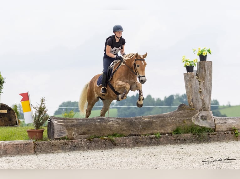 Haflinger / Avelignese Giumenta 7 Anni 149 cm Sauro in Aigen