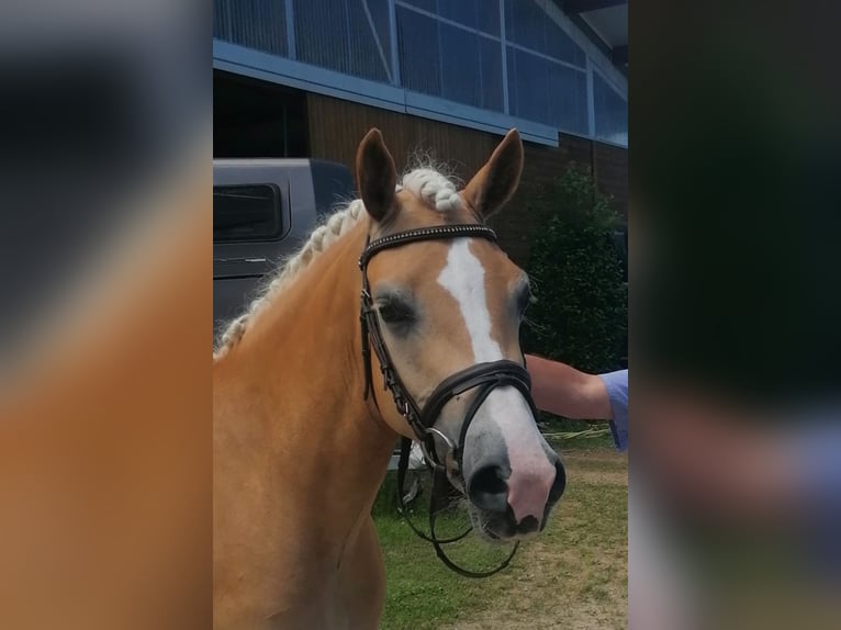 Haflinger / Avelignese Giumenta 7 Anni 153 cm Sauro in Willingen (Upland)