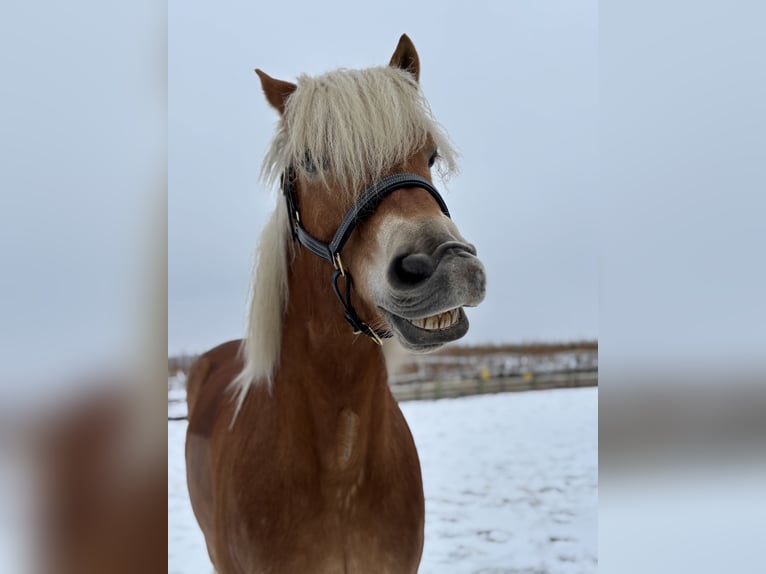 Haflinger / Avelignese Giumenta 7 Anni 156 cm  in Hohenthann