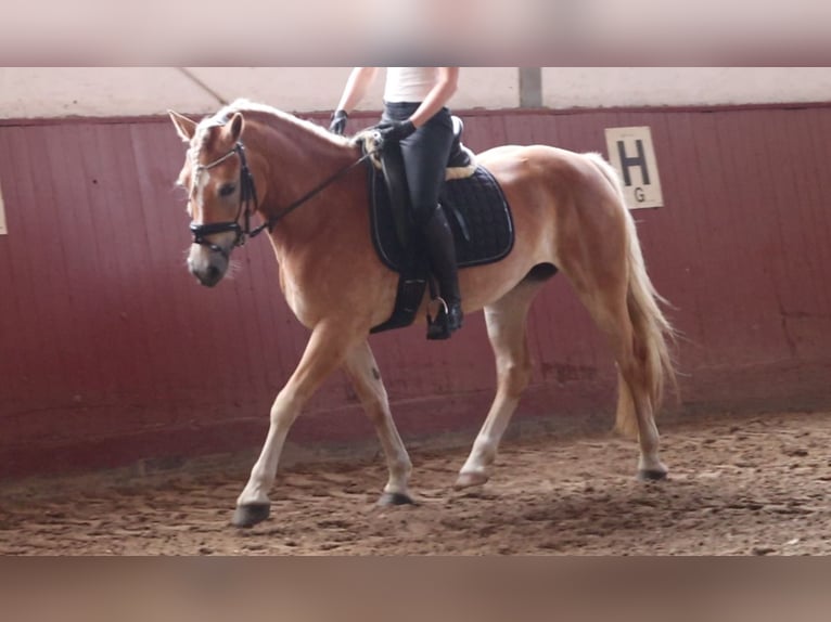 Haflinger / Avelignese Giumenta 7 Anni 156 cm Sauro in Sassenburg