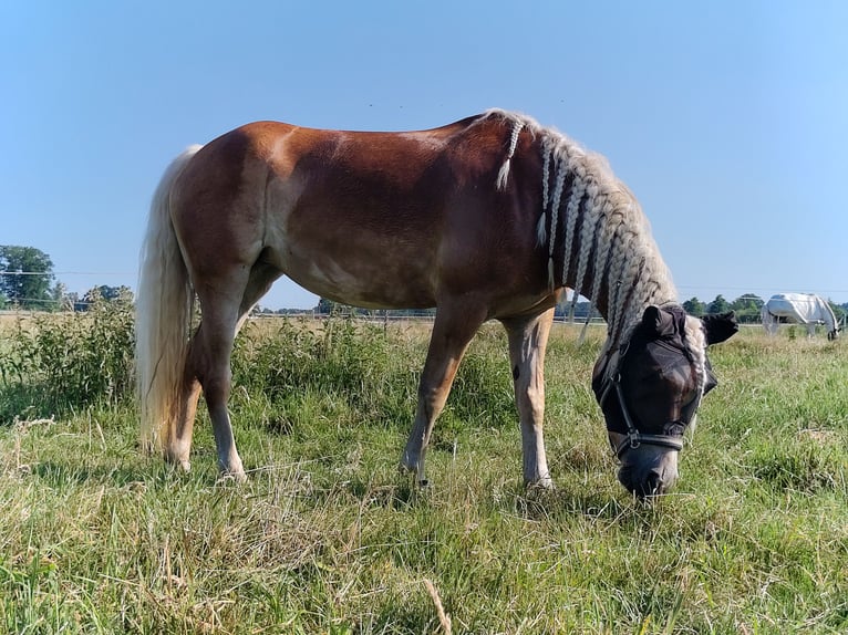 Haflinger / Avelignese Giumenta 7 Anni 156 cm Sauro in Sassenburg
