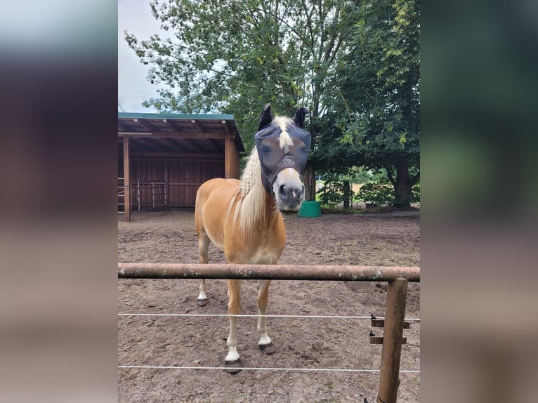 Haflinger / Avelignese Giumenta 7 Anni 156 cm Sauro in Sassenburg