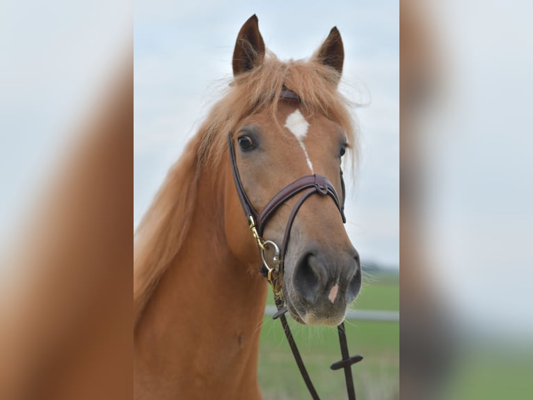 Haflinger / Avelignese Mix Giumenta 7 Anni 157 cm Baio chiaro in Geilenkirchen