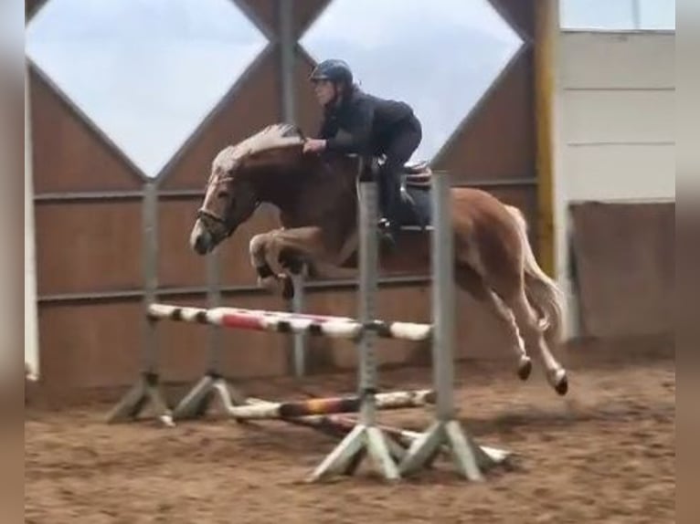 Haflinger / Avelignese Giumenta 7 Anni in Braunschweig