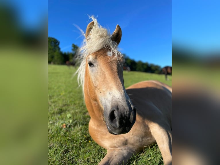 Haflinger / Avelignese Giumenta 7 Anni  in Arnsberg