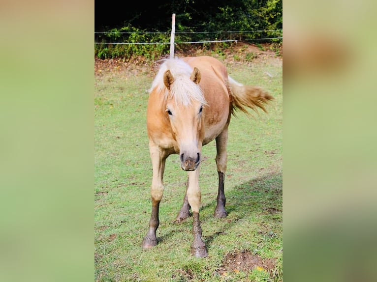 Haflinger / Avelignese Giumenta 7 Anni  in Arnsberg
