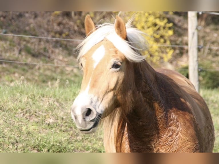 Haflinger / Avelignese Giumenta 8 Anni 138 cm Sauro in Grasellenbach