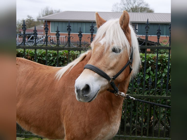 Haflinger / Avelignese Giumenta 8 Anni 142 cm in Dorsten