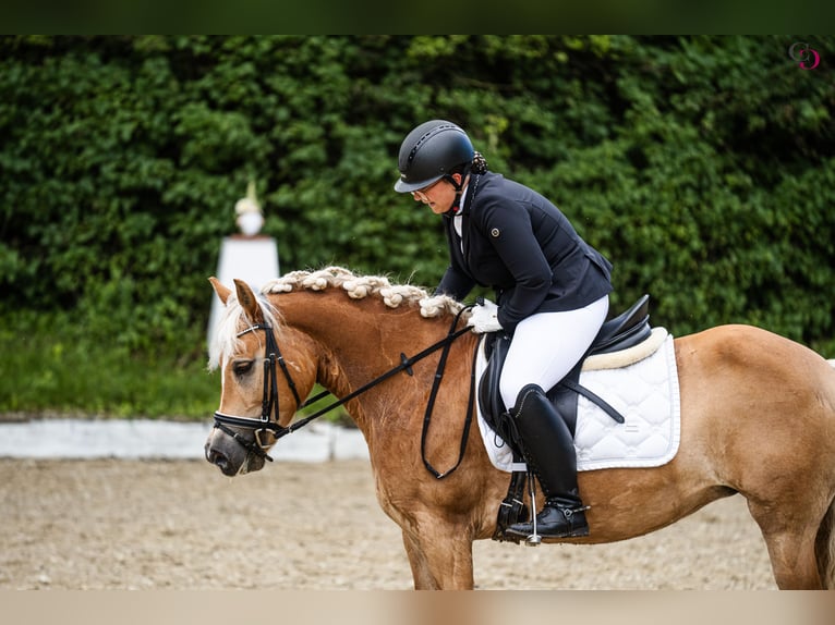 Haflinger / Avelignese Giumenta 8 Anni 145 cm  in Franzensdorf