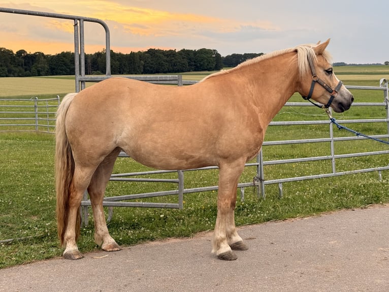 Haflinger / Avelignese Giumenta 8 Anni 145 cm  in Amorbach