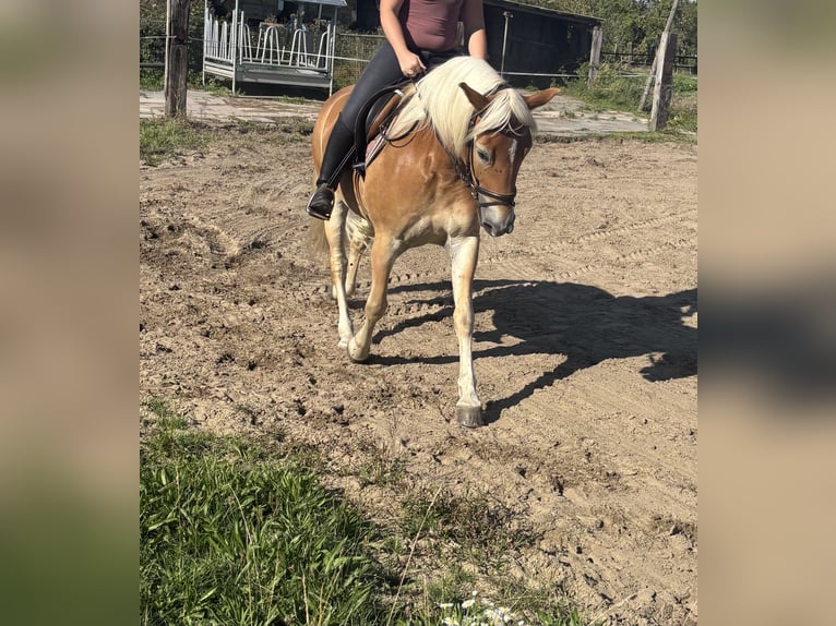 Haflinger / Avelignese Giumenta 8 Anni 146 cm Sauro in Dortmund