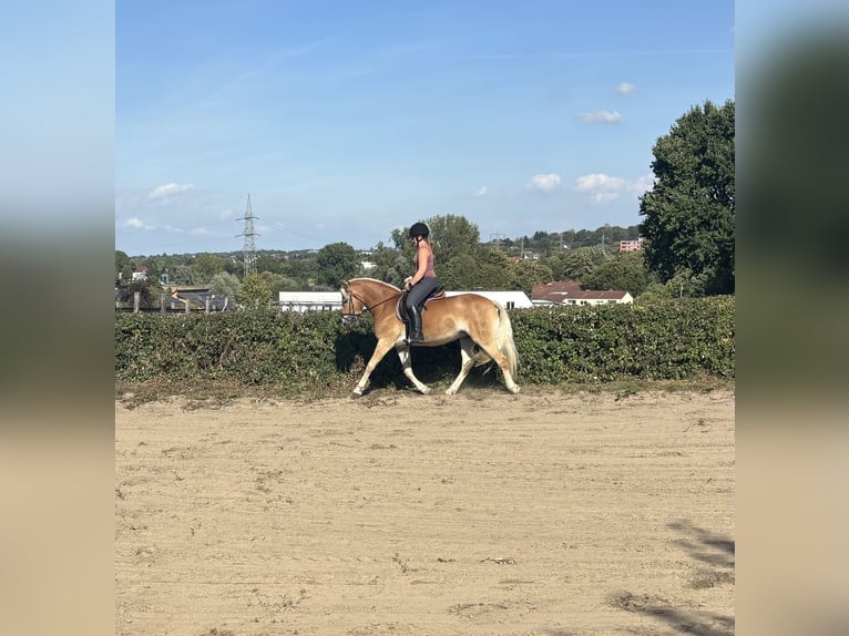 Haflinger / Avelignese Giumenta 8 Anni 146 cm Sauro in Dortmund