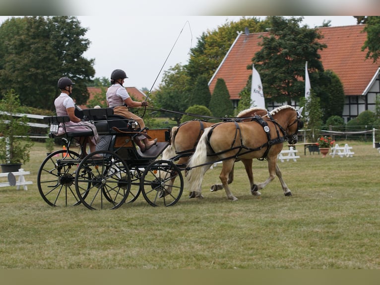 Haflinger / Avelignese Giumenta 8 Anni 146 cm Sauro in Dortmund