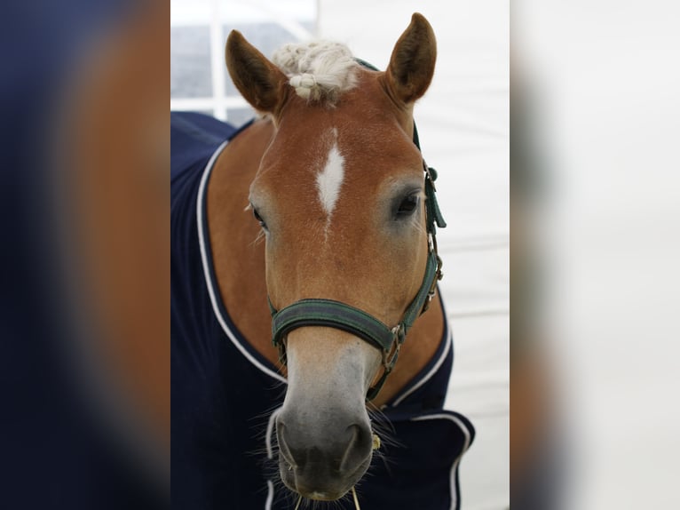 Haflinger / Avelignese Giumenta 8 Anni 146 cm Sauro in Dortmund
