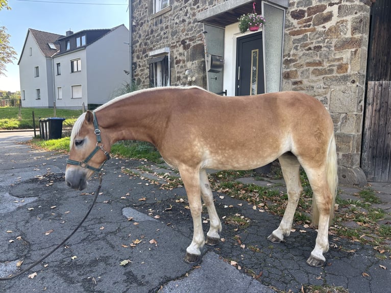 Haflinger / Avelignese Giumenta 8 Anni 146 cm Sauro in Dortmund