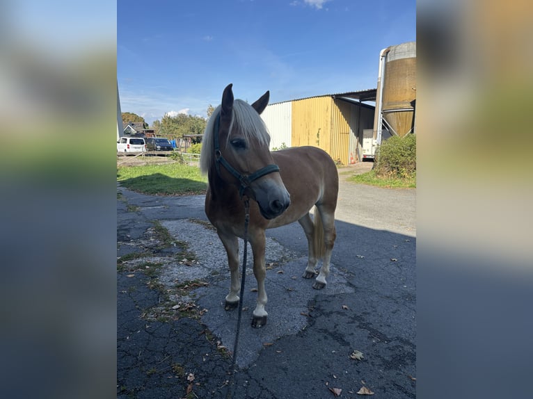 Haflinger / Avelignese Giumenta 8 Anni 146 cm Sauro in Dortmund