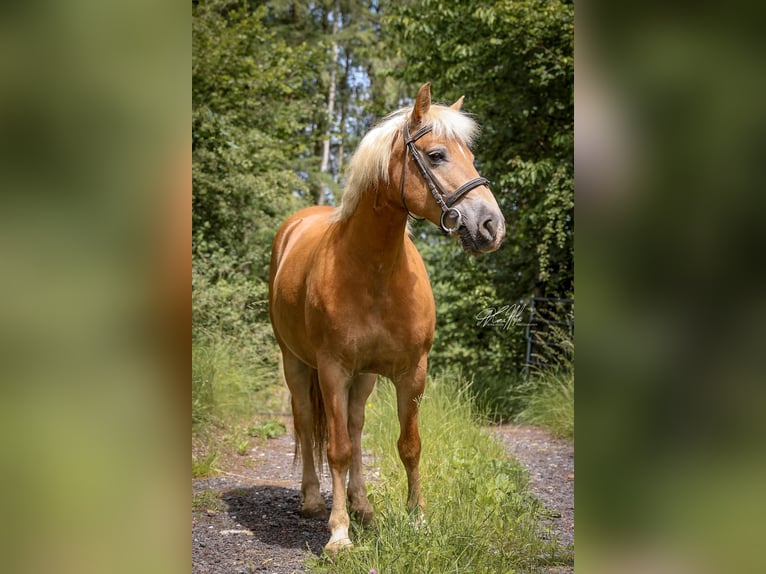 Haflinger / Avelignese Giumenta 8 Anni 147 cm Palomino in Höchstädt im Fichtelgebirge