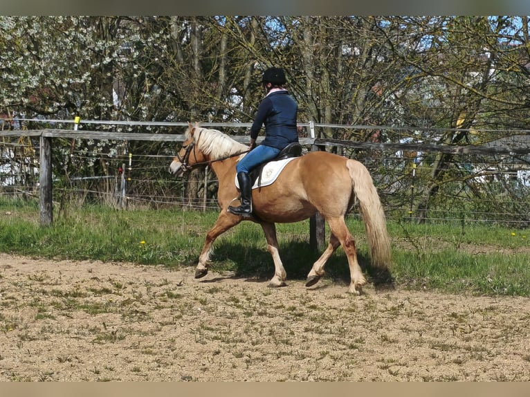 Haflinger / Avelignese Giumenta 8 Anni 147 cm Palomino in Höchstädt im Fichtelgebirge