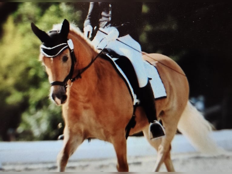 Haflinger / Avelignese Giumenta 8 Anni 147 cm Palomino in Höchstädt im Fichtelgebirge