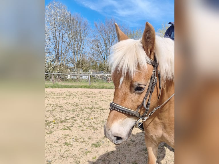 Haflinger / Avelignese Giumenta 8 Anni 147 cm Palomino in Höchstädt im Fichtelgebirge