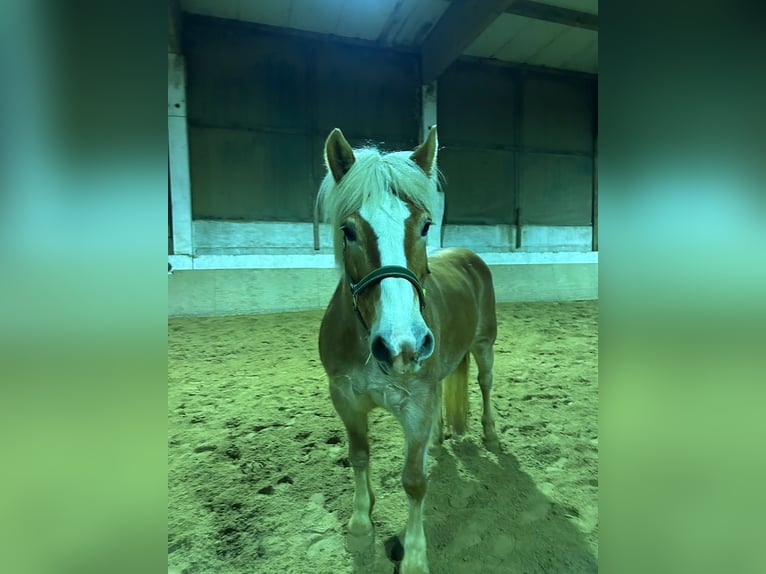Haflinger / Avelignese Giumenta 8 Anni 148 cm Palomino in Niederzier